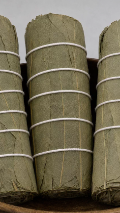 Small eucalyptus leaves